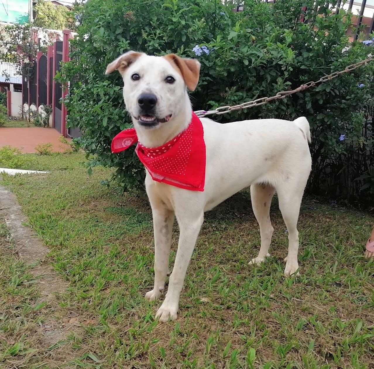 LUCY good with kids, cats & dogs, a Adoptable mixed breed in North York, ON image 3/5