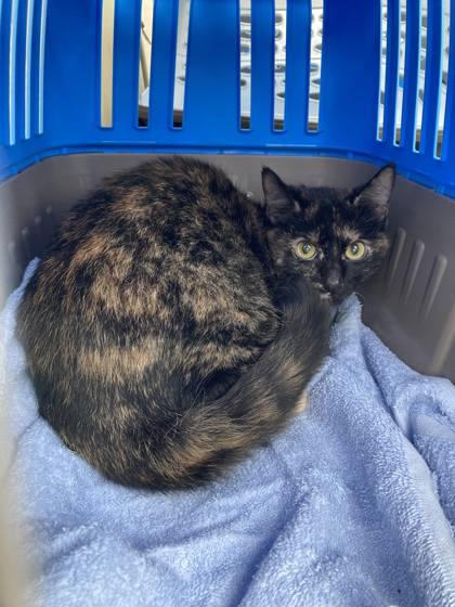 Meg, Adoptable, Adult Female Domestic Short Hair & Domestic Short Hair.