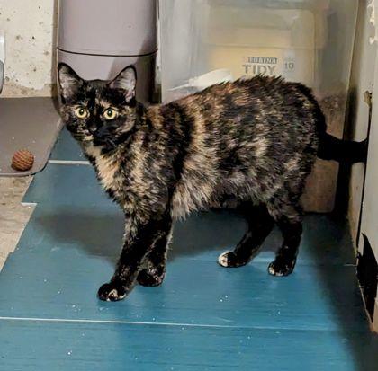 Enlarge Meg, a Adoptable Domestic Short Hair in Anderson, IN image 2/2