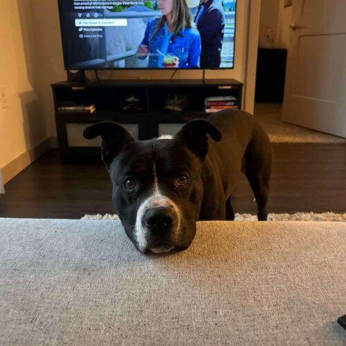 Eddie, Adoptable, Young Male Pit Bull Terrier & Mixed Breed.