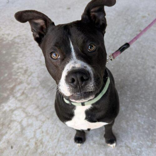 Enlarge Eddie, a Adoptable mixed breed in Edmond, OK image 2/6