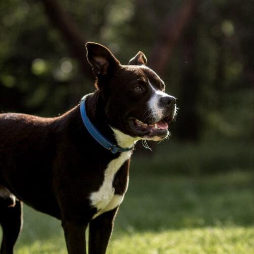 Eddie, a Adoptable mixed breed in Edmond, OK image 2/5