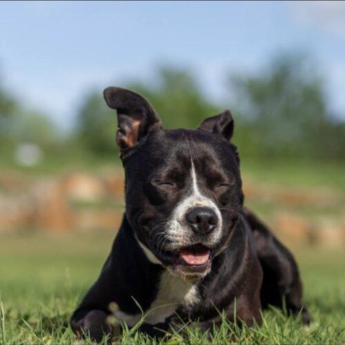Eddie, a Adoptable mixed breed in Edmond, OK image 3/5