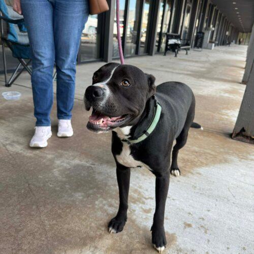Enlarge Eddie, a Adoptable mixed breed in Edmond, OK image 4/6