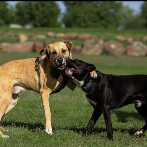 Eddie, a Adoptable mixed breed in Edmond, OK image 4/5