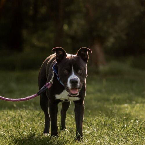Eddie, a Adoptable mixed breed in Edmond, OK image 5/5
