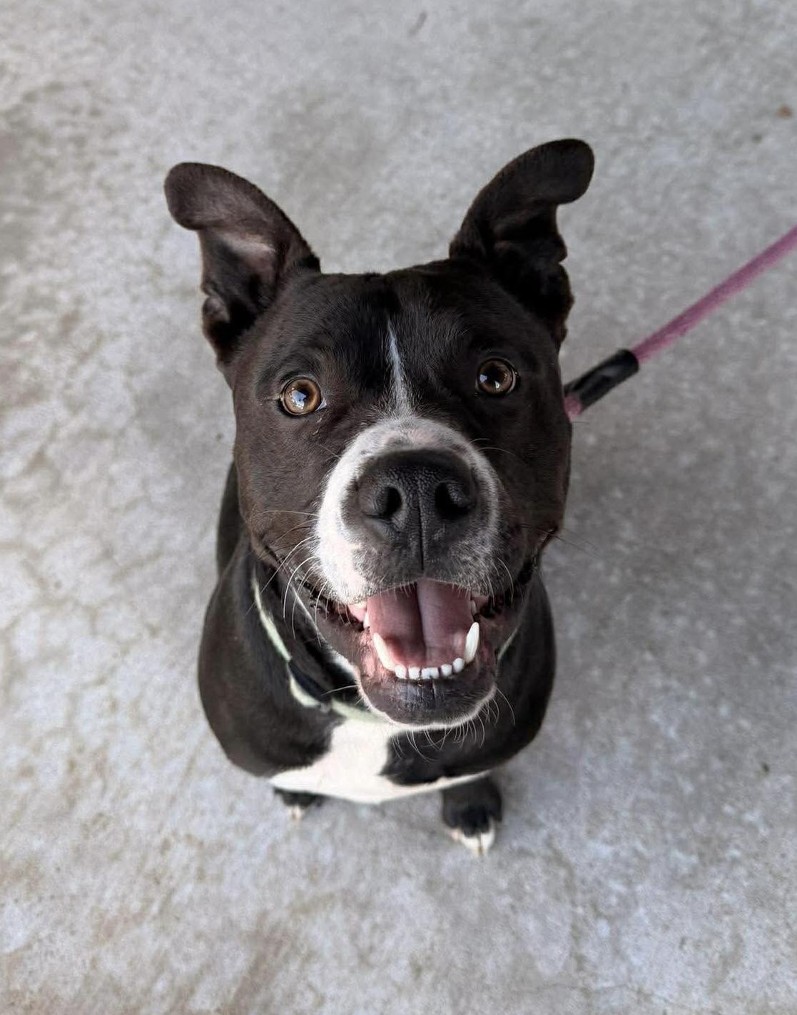 Enlarge Eddie, a Adoptable mixed breed in Edmond, OK image 6/6