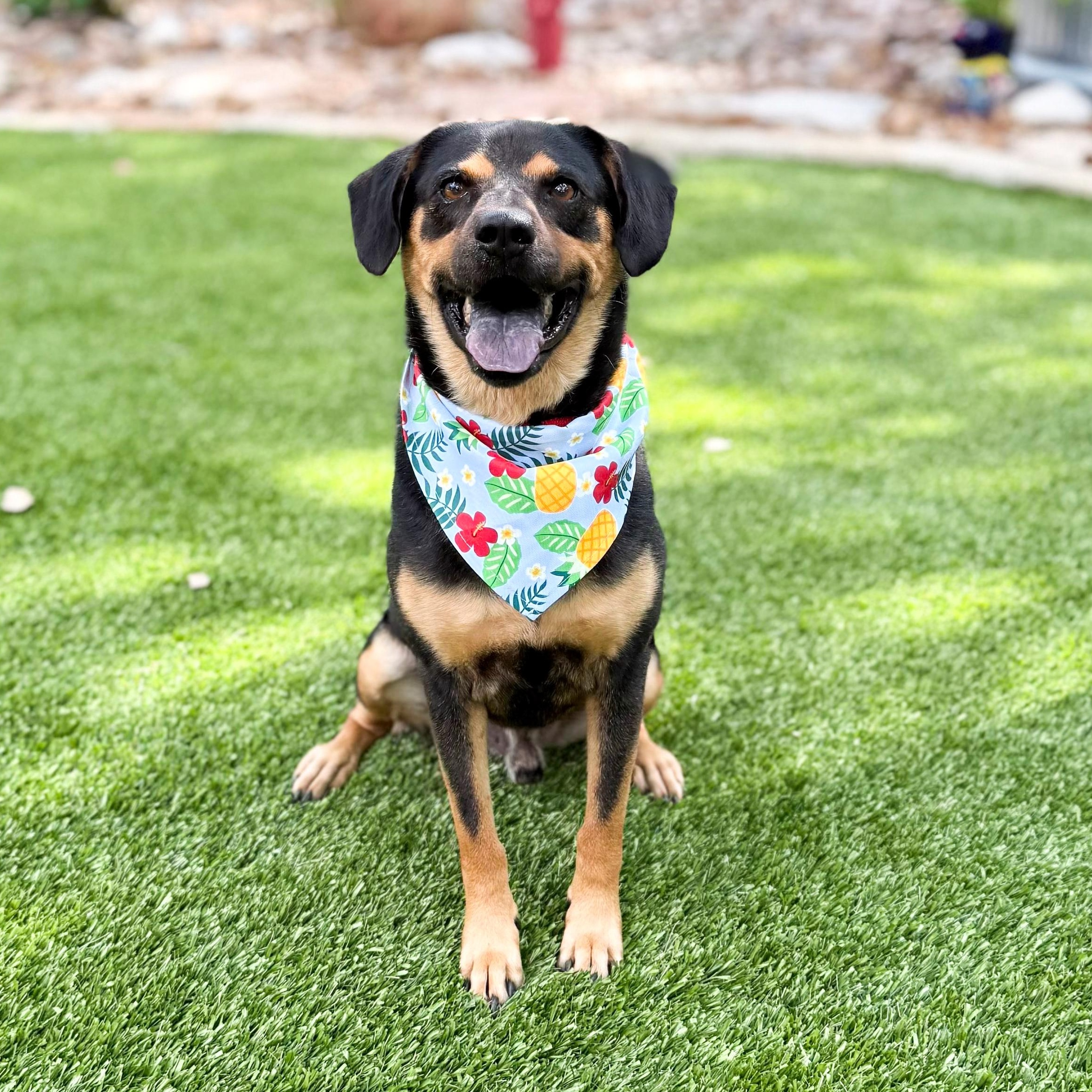 Scruffles, Adoptable, Adult Male Rottweiler & German Shepherd Dog.