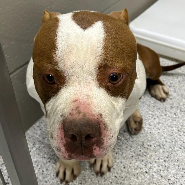 Enlarge Neela, a Adoptable Pit Bull Terrier in Carlyle, IL image 1/1