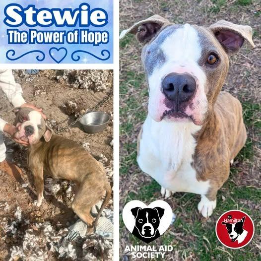 Stewie, Adoptable, Adult Male American Staffordshire Terrier.