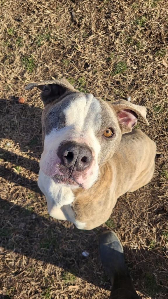 Enlarge Stewie, a Adoptable American Staffordshire Terrier in Hampton, VA image 2/3