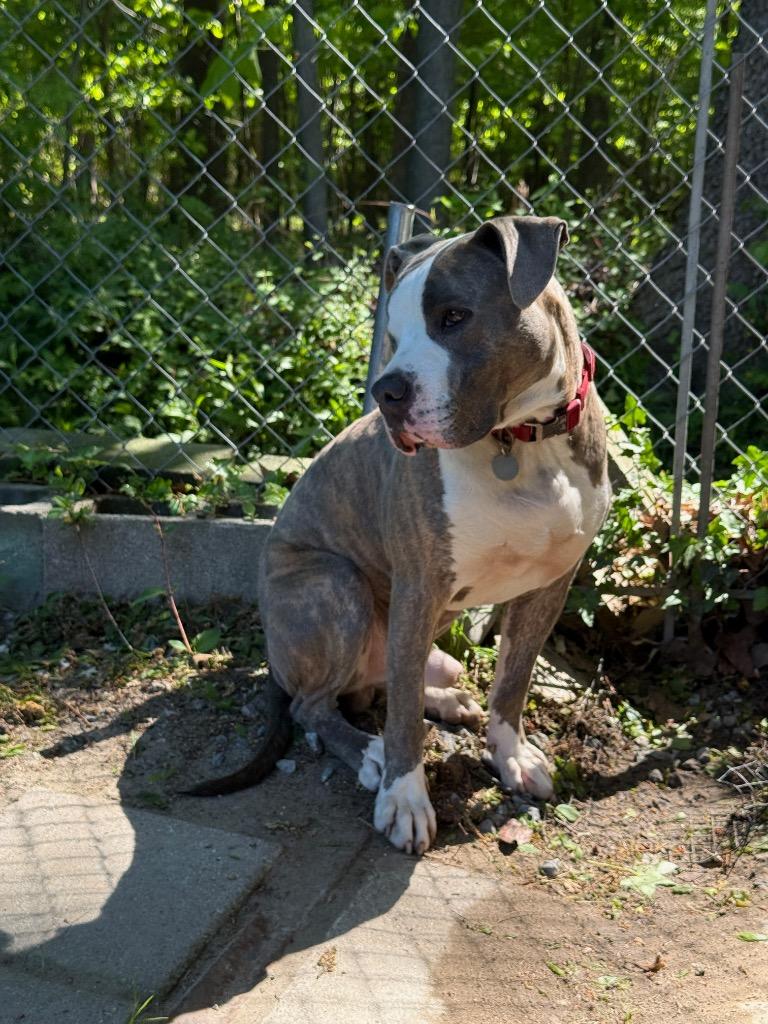 Enlarge Stewie, a Adoptable American Staffordshire Terrier in Hampton, VA image 3/5