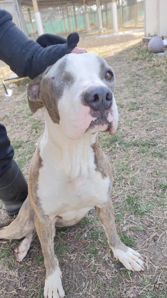 Enlarge Stewie, a Adoptable American Staffordshire Terrier in Hampton, VA image 3/3