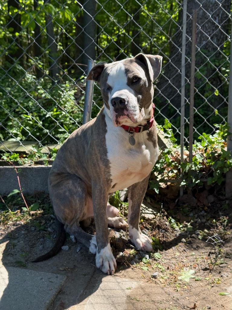 Enlarge Stewie, a Adoptable American Staffordshire Terrier in Hampton, VA image 5/5