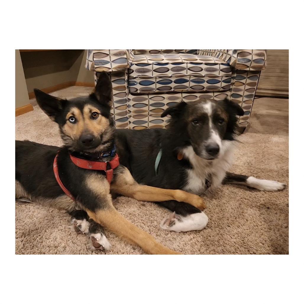 Enlarge Bosco, a Adoptable mixed breed in Crystal, MN image 1/4