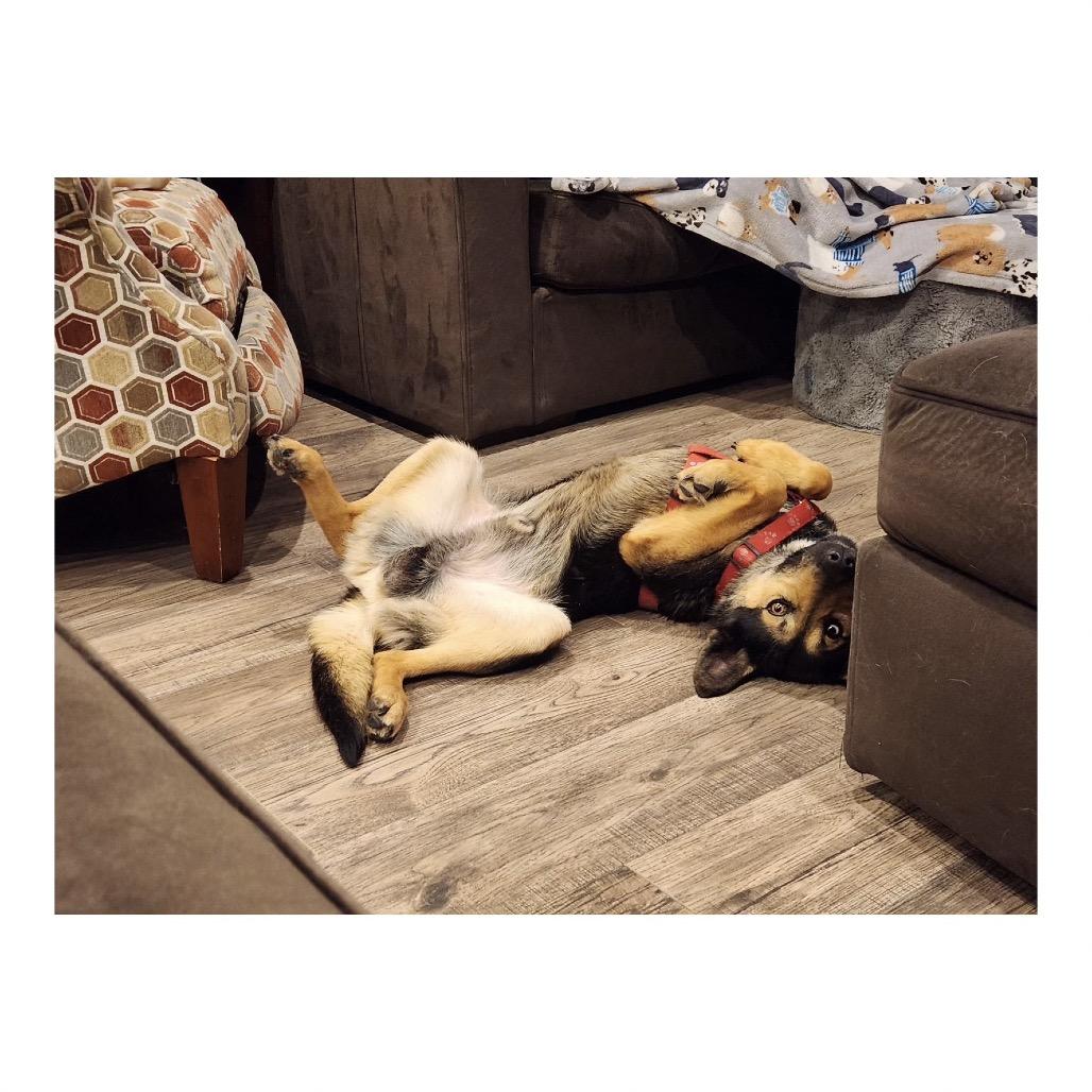 Enlarge Bosco, a Adoptable mixed breed in Crystal, MN image 2/4