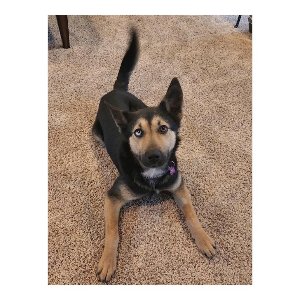 Enlarge Bosco, a Adoptable mixed breed in Crystal, MN image 3/4