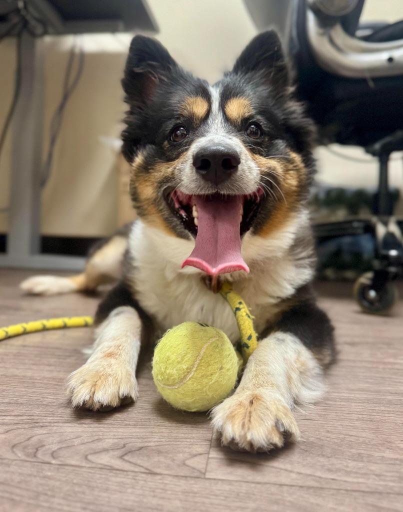 Buddy, a Adoptable Australian Shepherd in Gillette, WY image 1/2
