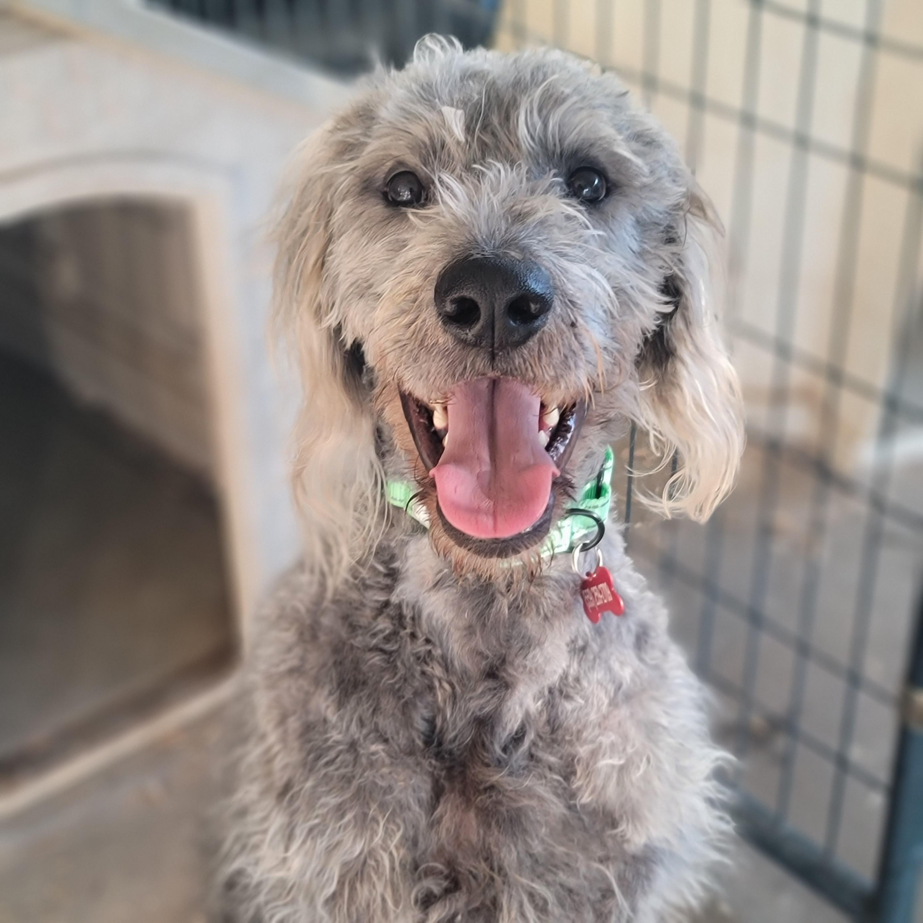 Wolfie, Young Male Irish Wolfhound