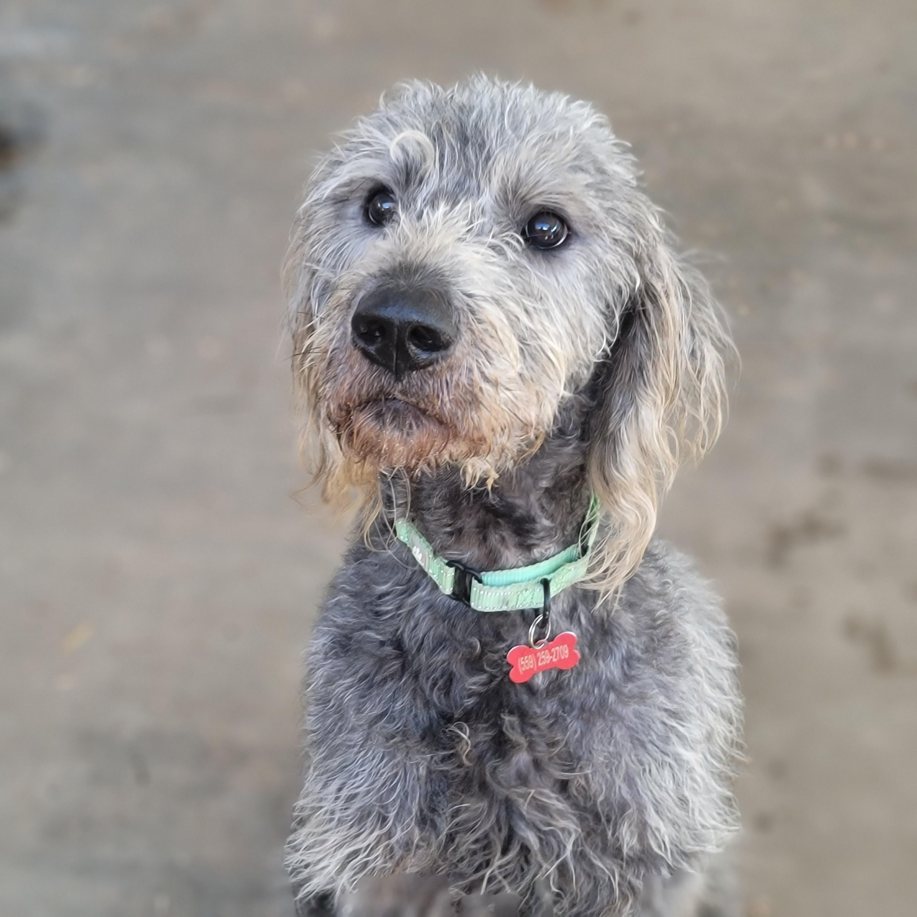 Wolfie, a Adopted mixed breed in Fresno, CA image 2/2