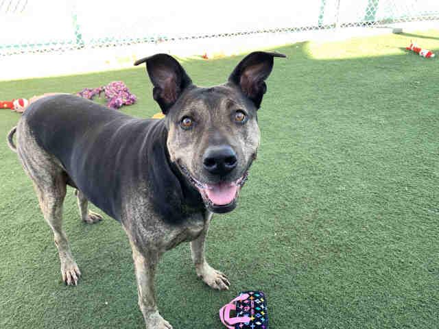 PONGA, Adoptable, Adult Female Pit Bull Terrier.