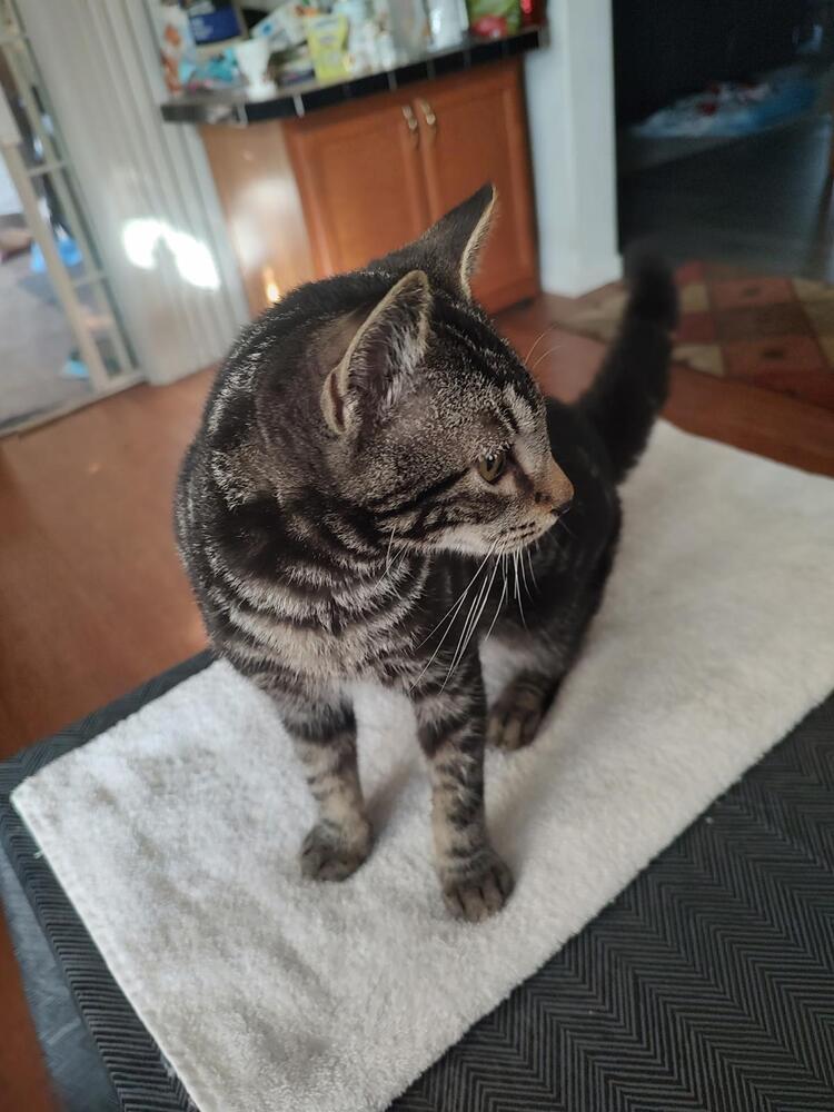 Lemur, Adoptable, Young Male Domestic Short Hair.