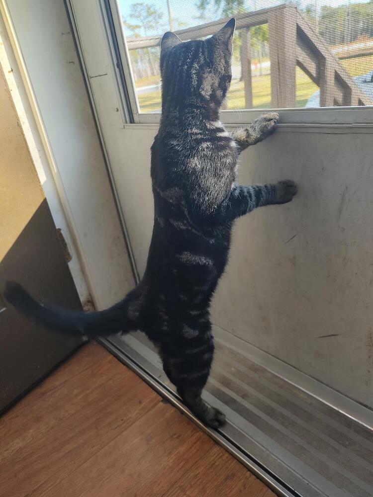 Enlarge Lemur, a Adoptable Domestic Short Hair in Orlando, FL image 2/2