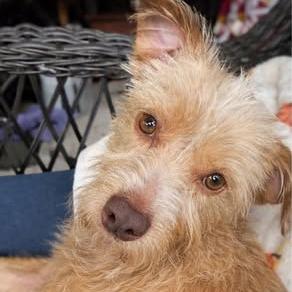 Benji, Adoptable, Young Male Yorkshire Terrier & Mixed Breed.