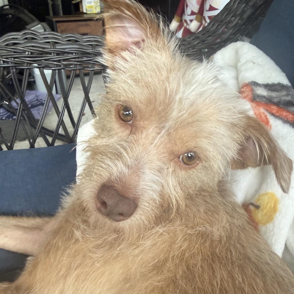 Benji, Adoptable, Young Male Yorkshire Terrier & Mixed Breed.