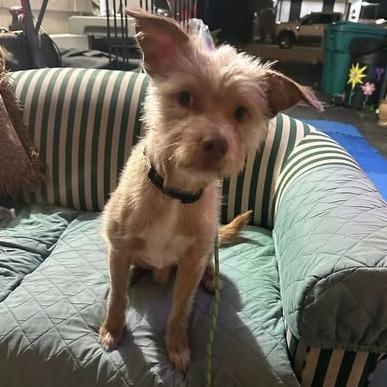 Enlarge Benji, a Adoptable mixed breed in Baton Rouge, LA image 2/4