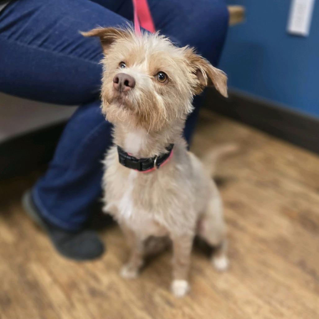 Enlarge Benji, a Adoptable mixed breed in Baton Rouge, LA image 3/4