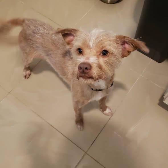 Enlarge Benji, a Adoptable mixed breed in Baton Rouge, LA image 4/4
