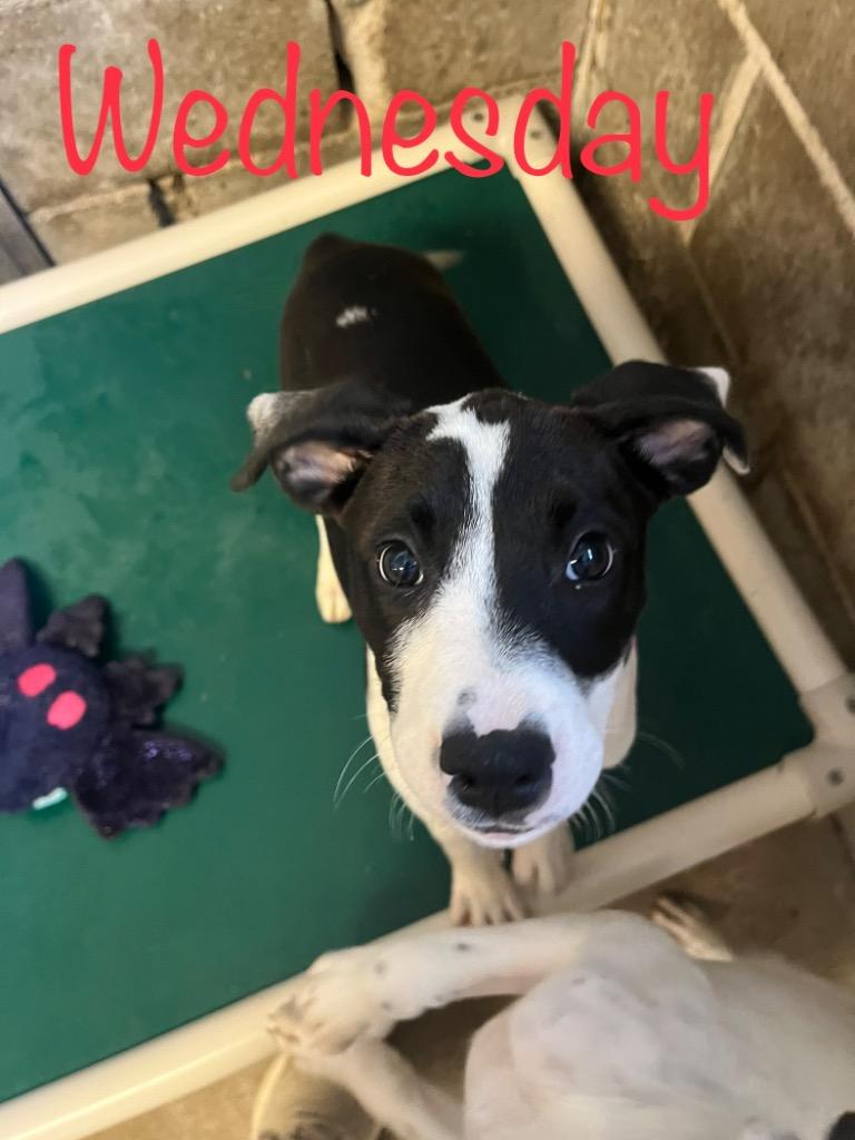 Wednesday, Adoptable, Puppy Female Mixed Breed & Boxer.