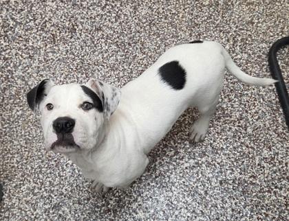Waluigi, Adoptable, Puppy Male American Bulldog & Mixed Breed.