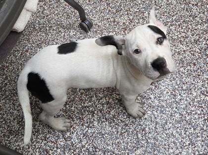 Enlarge Waluigi, a Adoptable mixed breed in Westland, MI image 2/2