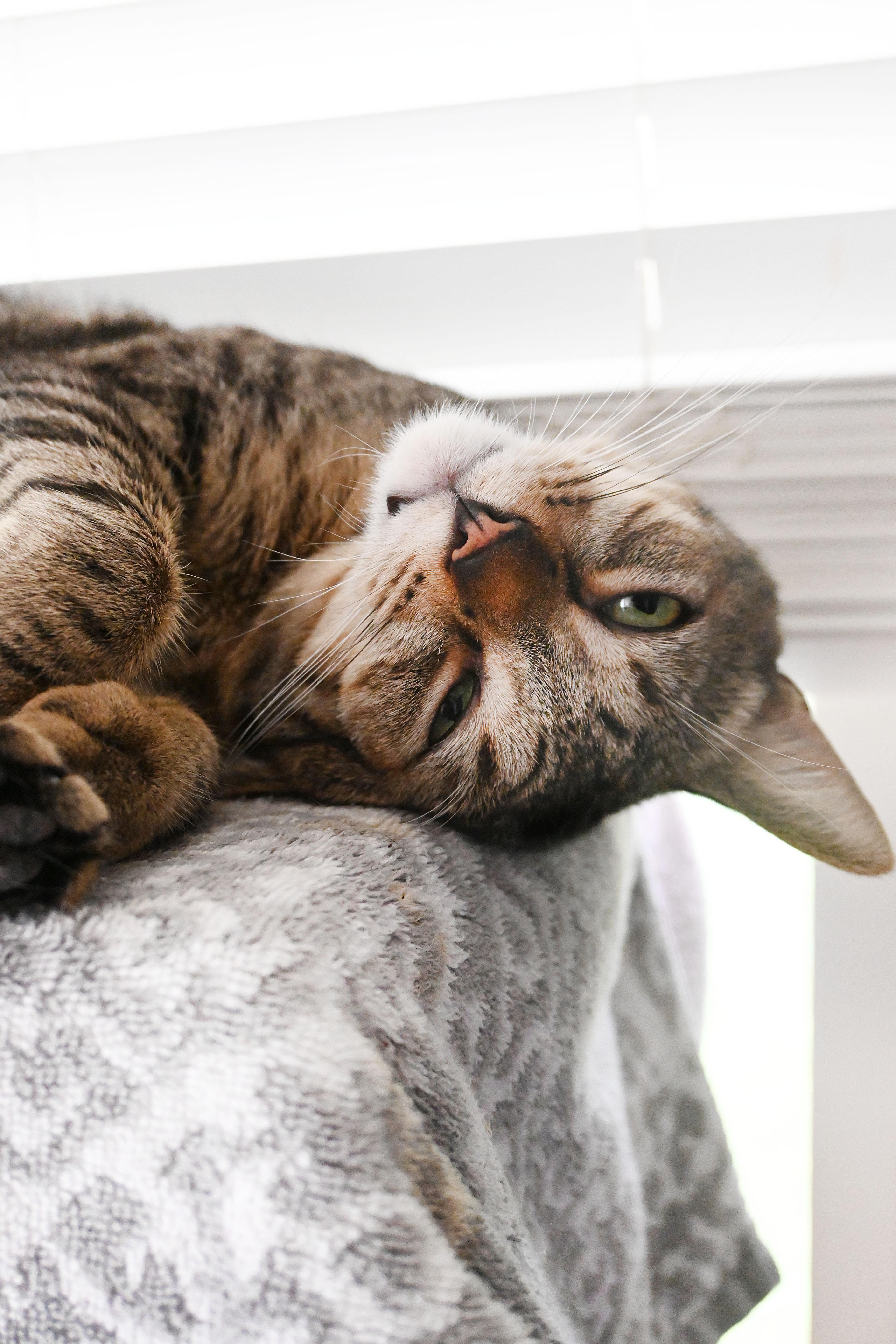 Enlarge Earnest & Snow, a Adoptable American Shorthair in Orlando, FL image 2/6