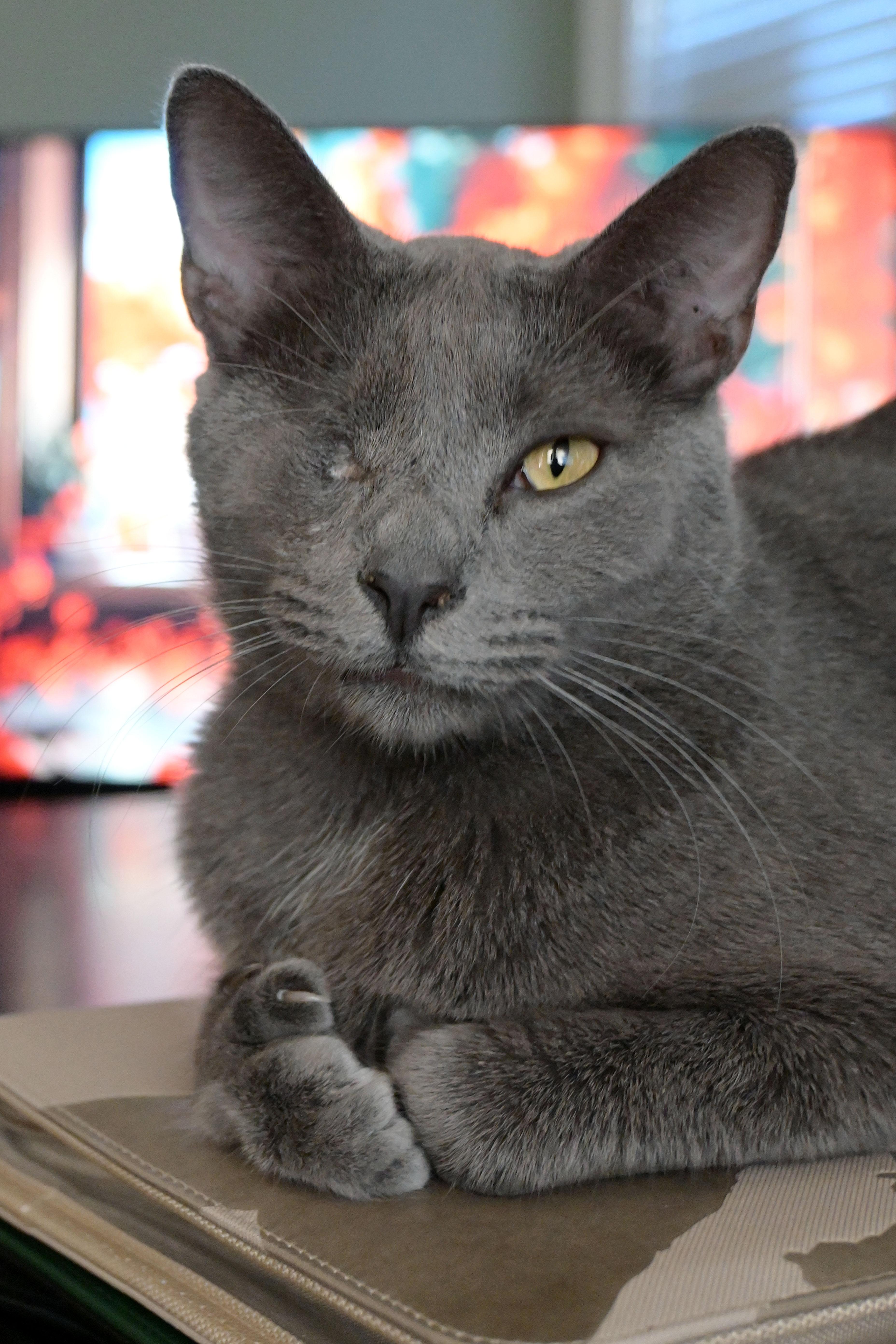 Enlarge Earnest & Snow, a Adoptable American Shorthair in Orlando, FL image 3/6