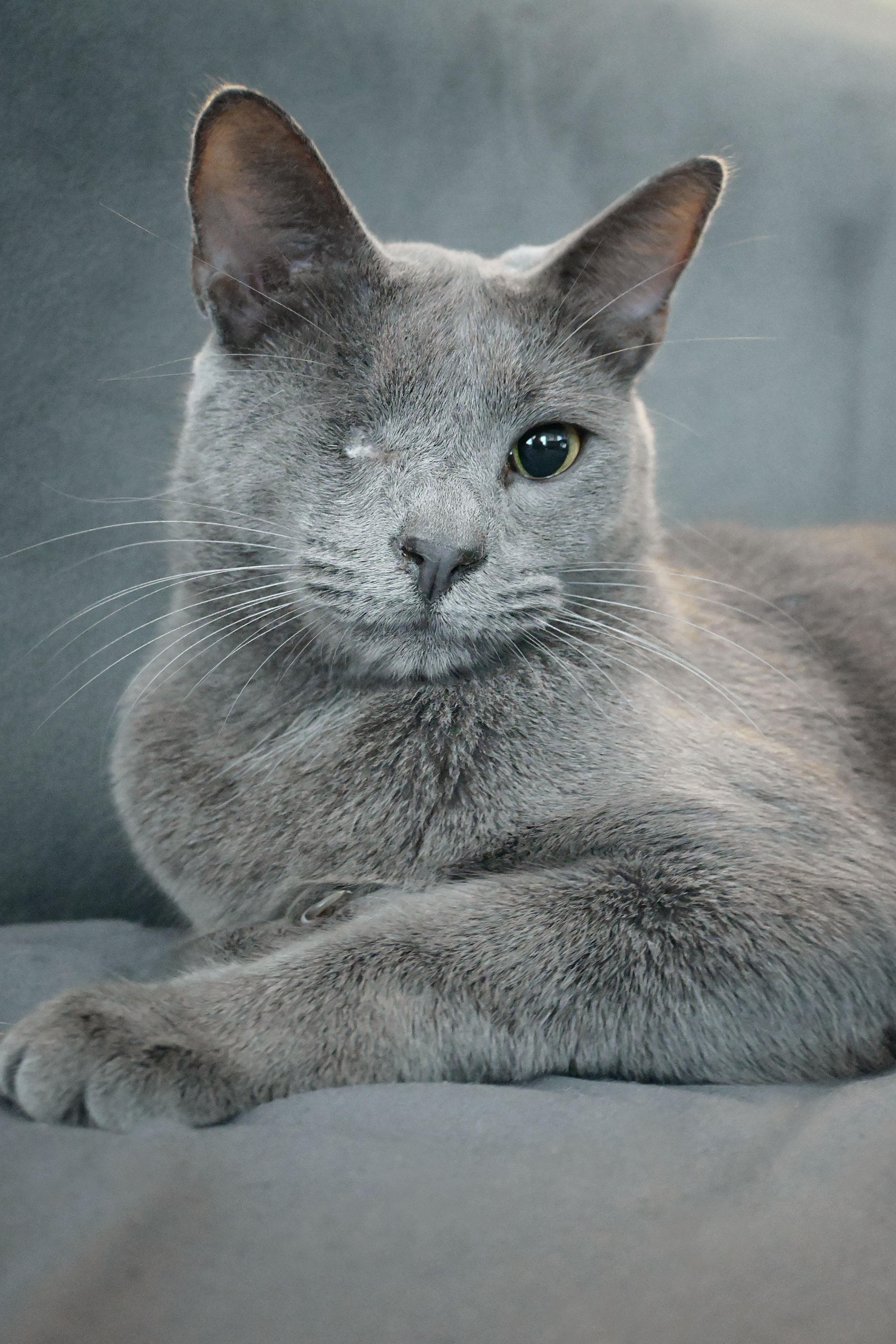 Enlarge Earnest & Snow, a Adoptable American Shorthair in Orlando, FL image 1/6