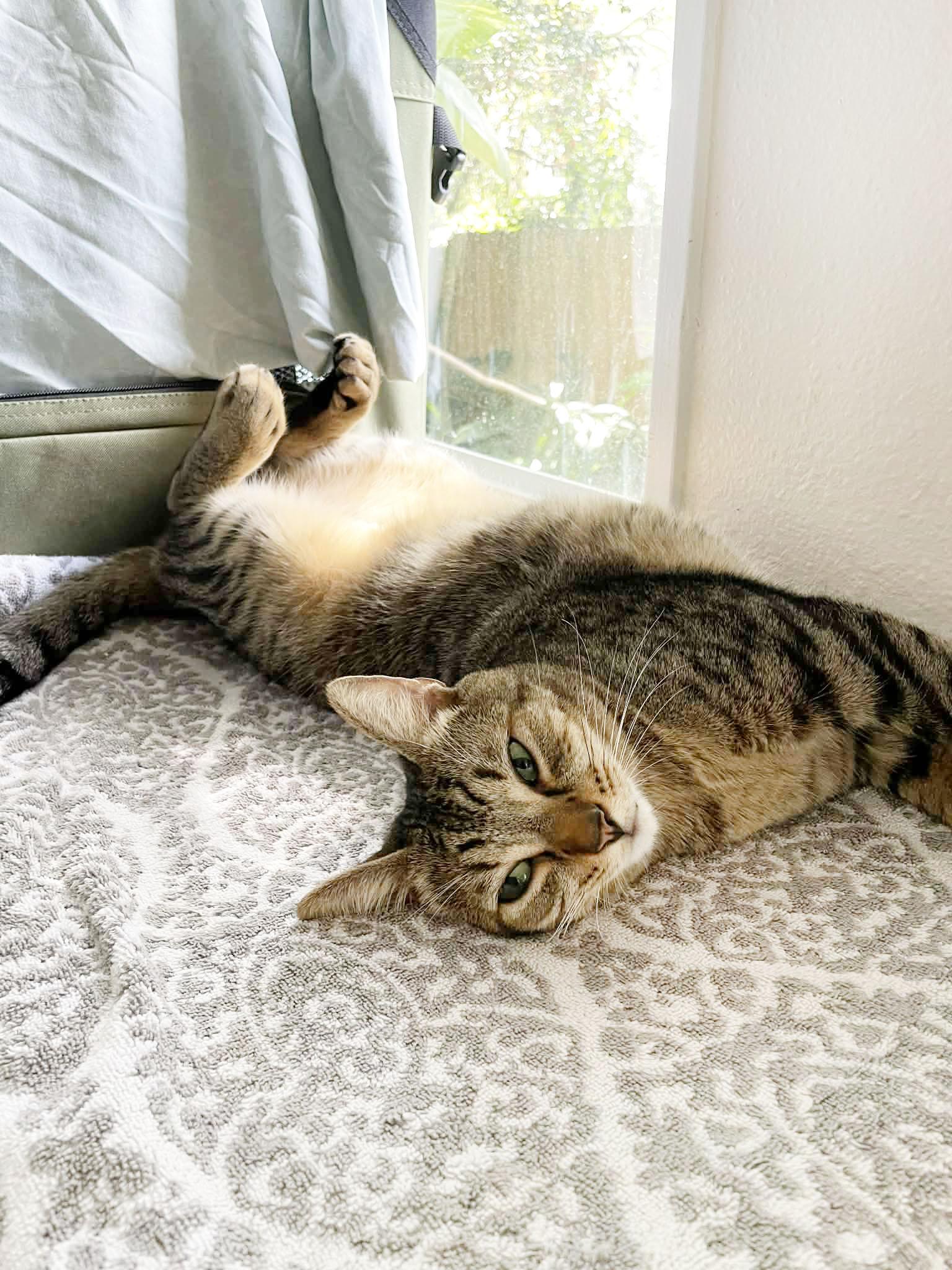 Enlarge Earnest & Snow, a Adoptable American Shorthair in Orlando, FL image 5/6