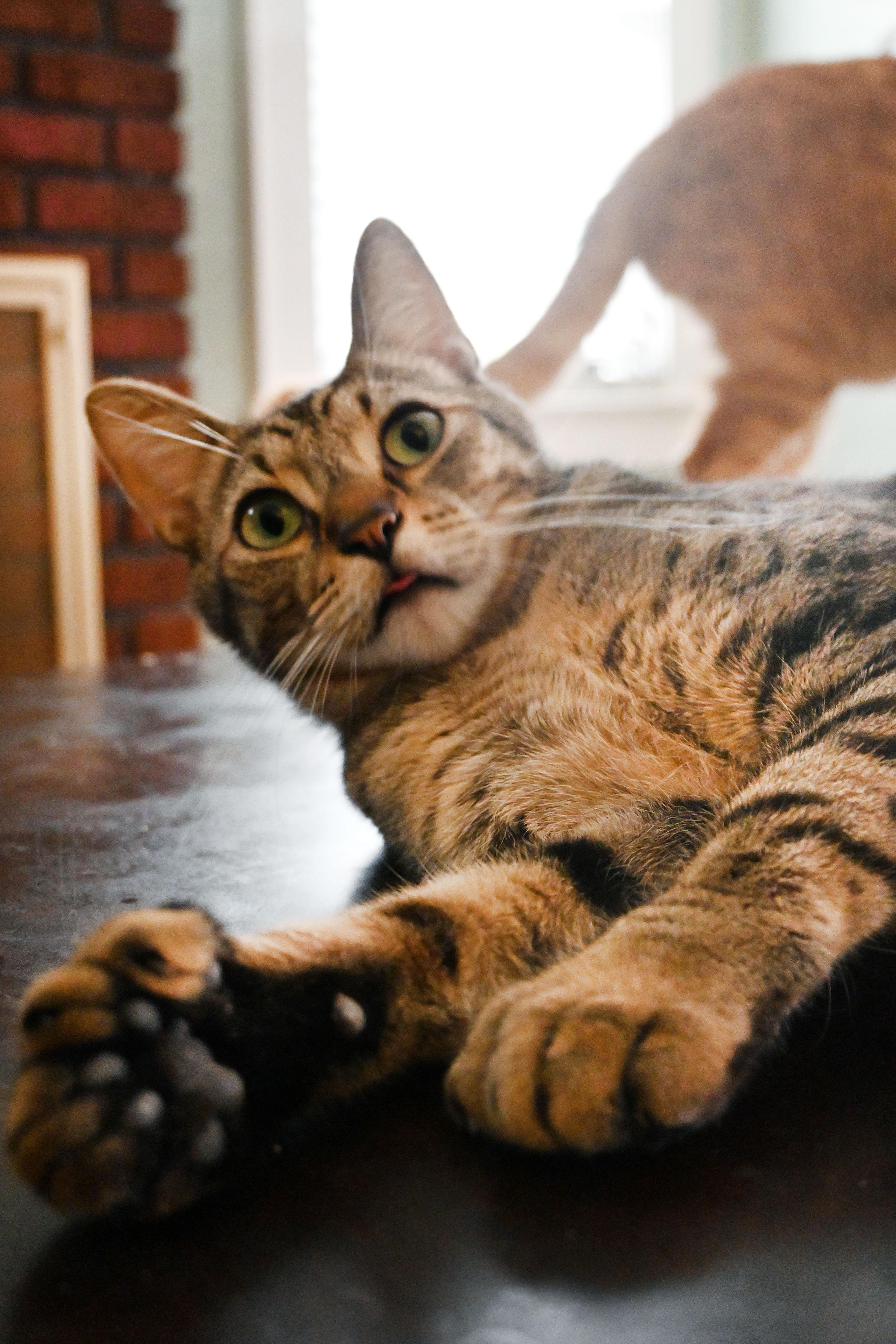 Enlarge Earnest & Snow, a Adoptable American Shorthair in Orlando, FL image 4/6