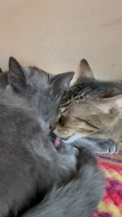 Enlarge Earnest & Snow, a Adoptable American Shorthair in Orlando, FL video 6/6