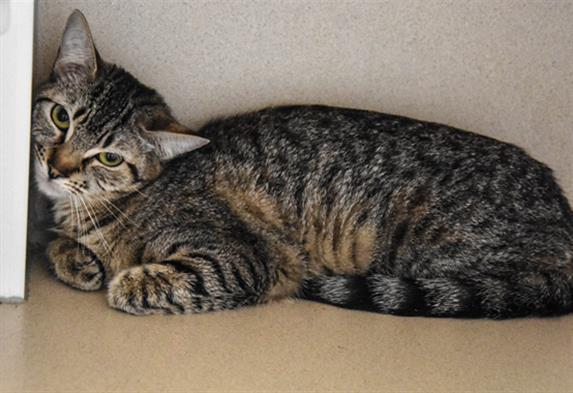 PENNE, Adoptable, Young Female Domestic Short Hair.