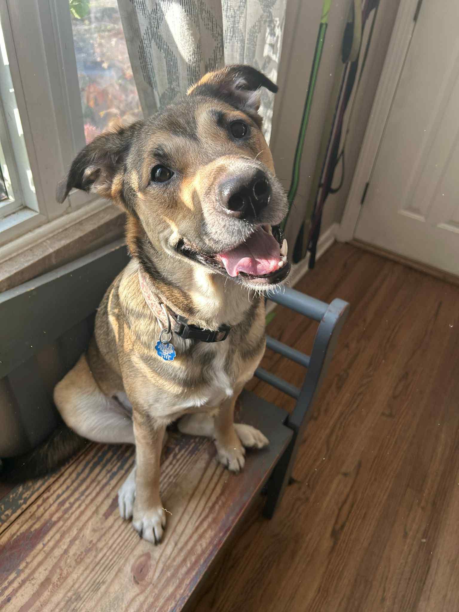 Hadley, a Adoptable mixed breed in Oregon, OH image 1/5