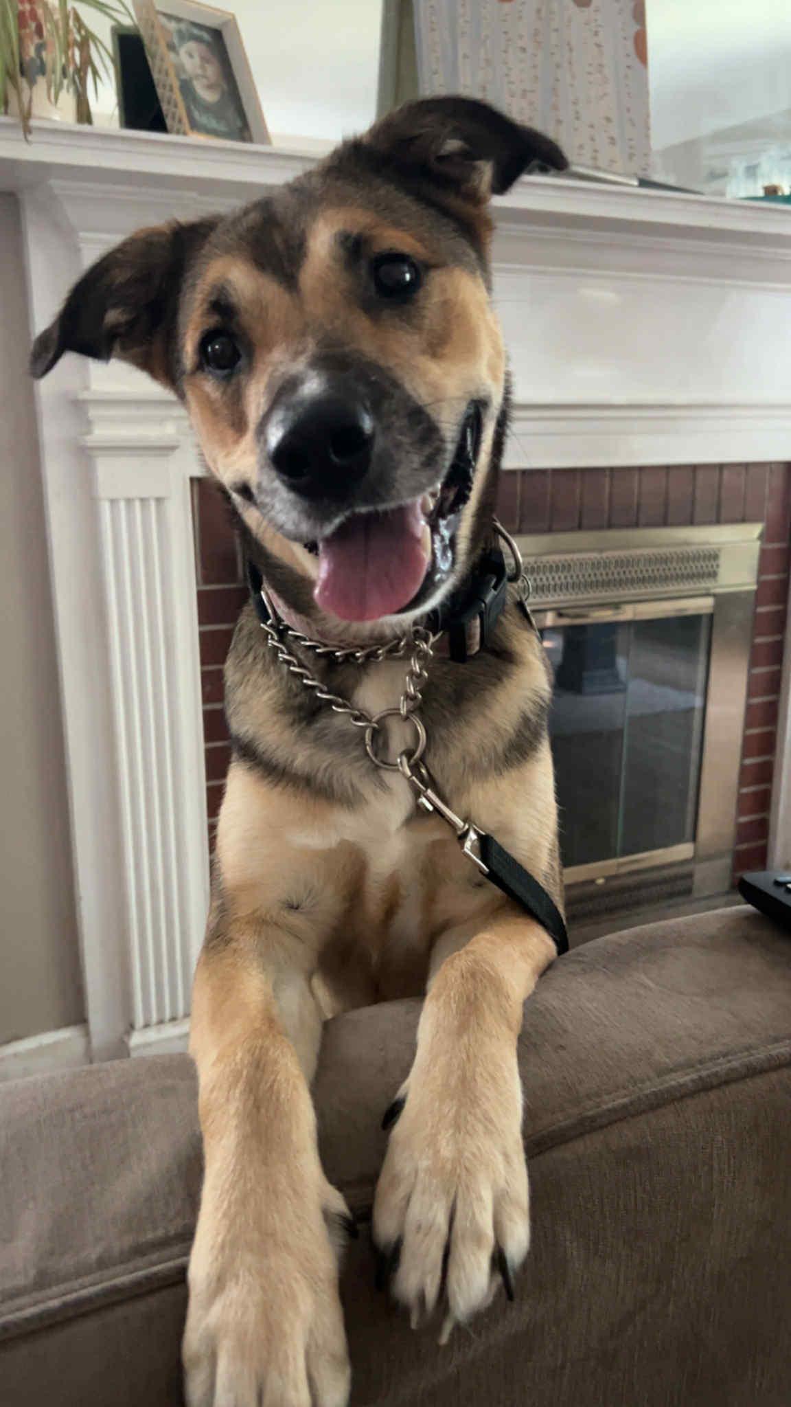 Hadley, a Adoptable mixed breed in Oregon, OH image 2/5