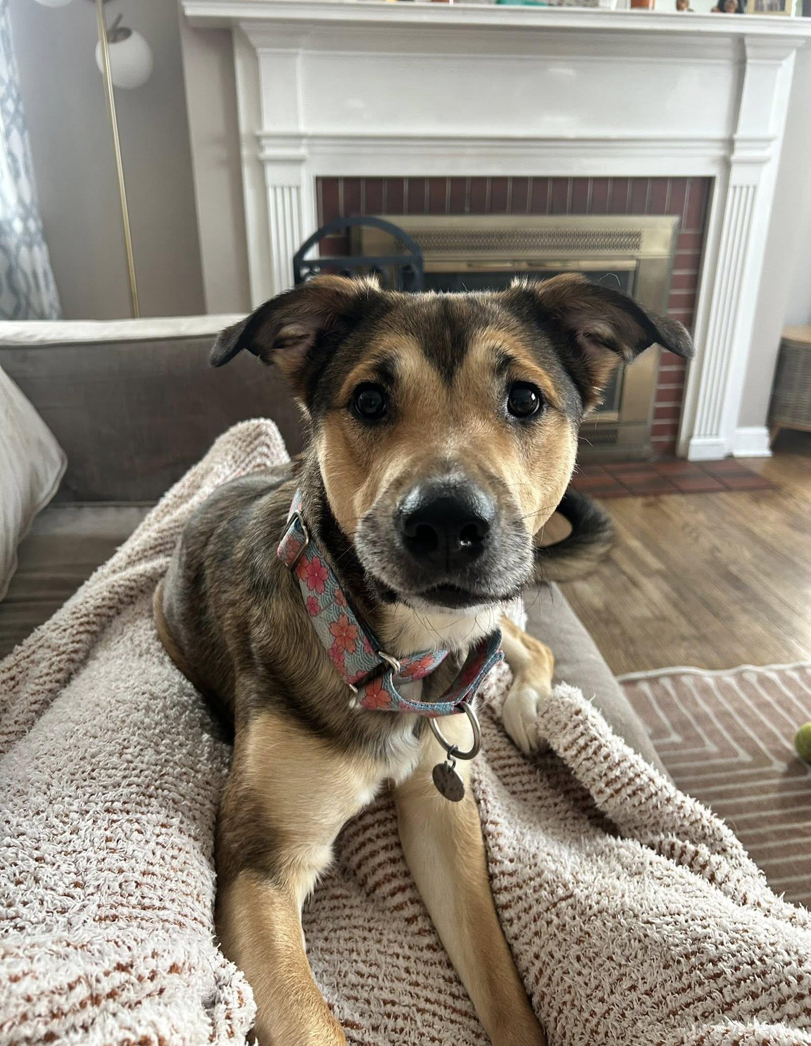 Enlarge Hadley, an adoptable mixed breed in Oregon, OH image 1/5