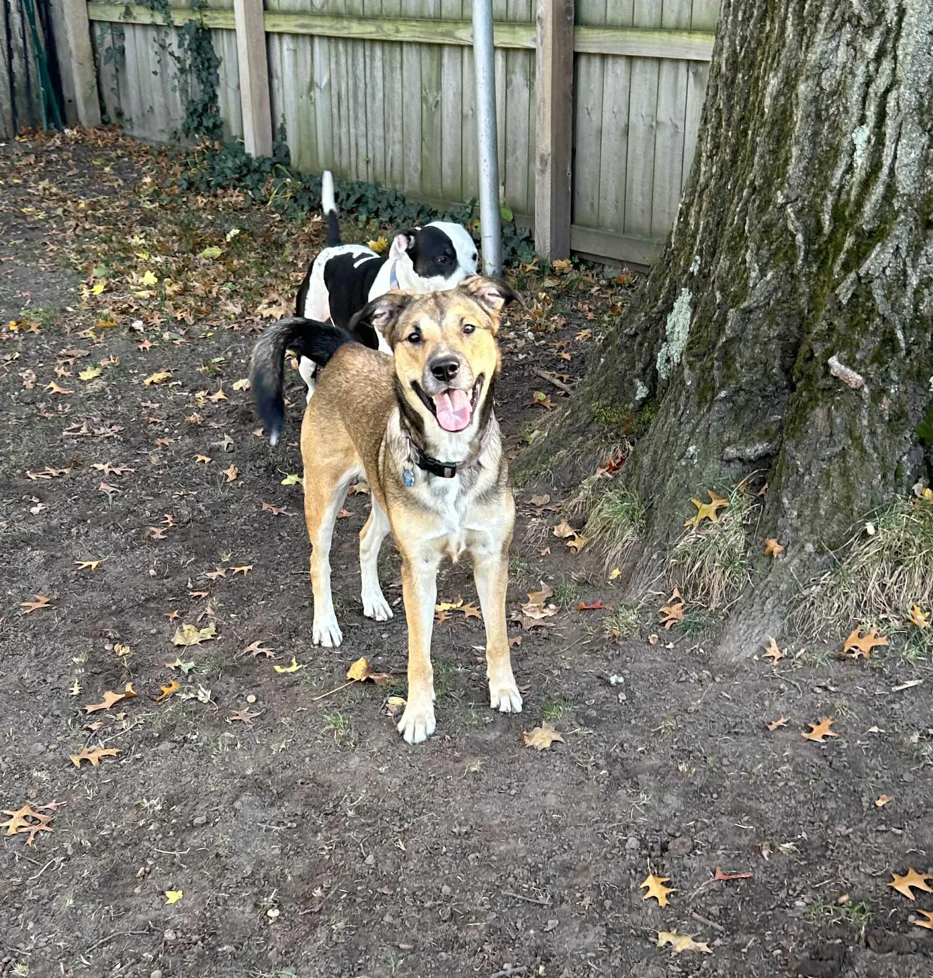 Hadley, a Adoptable mixed breed in Oregon, OH image 3/5