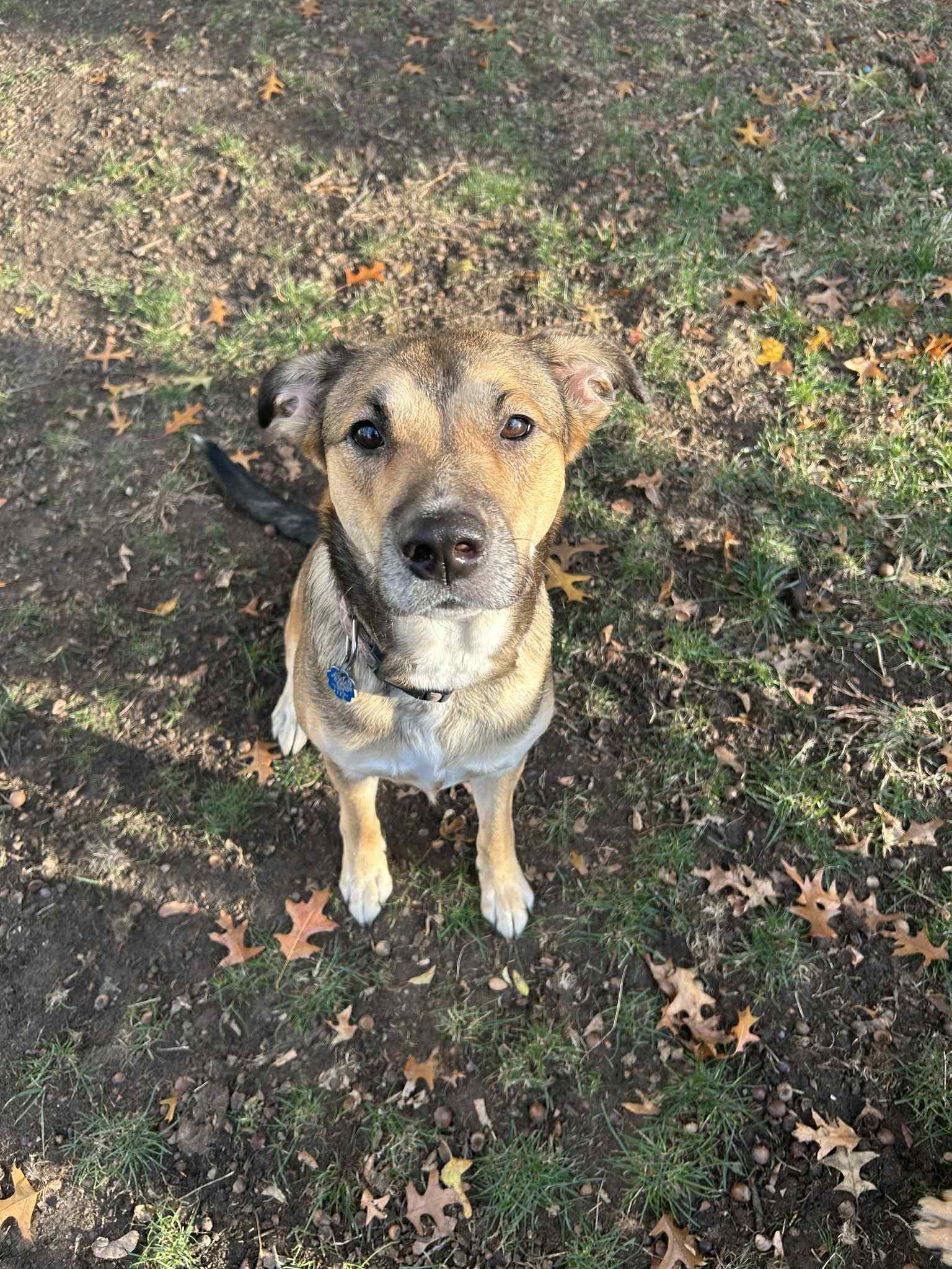 Hadley, a Adoptable mixed breed in Oregon, OH image 4/5