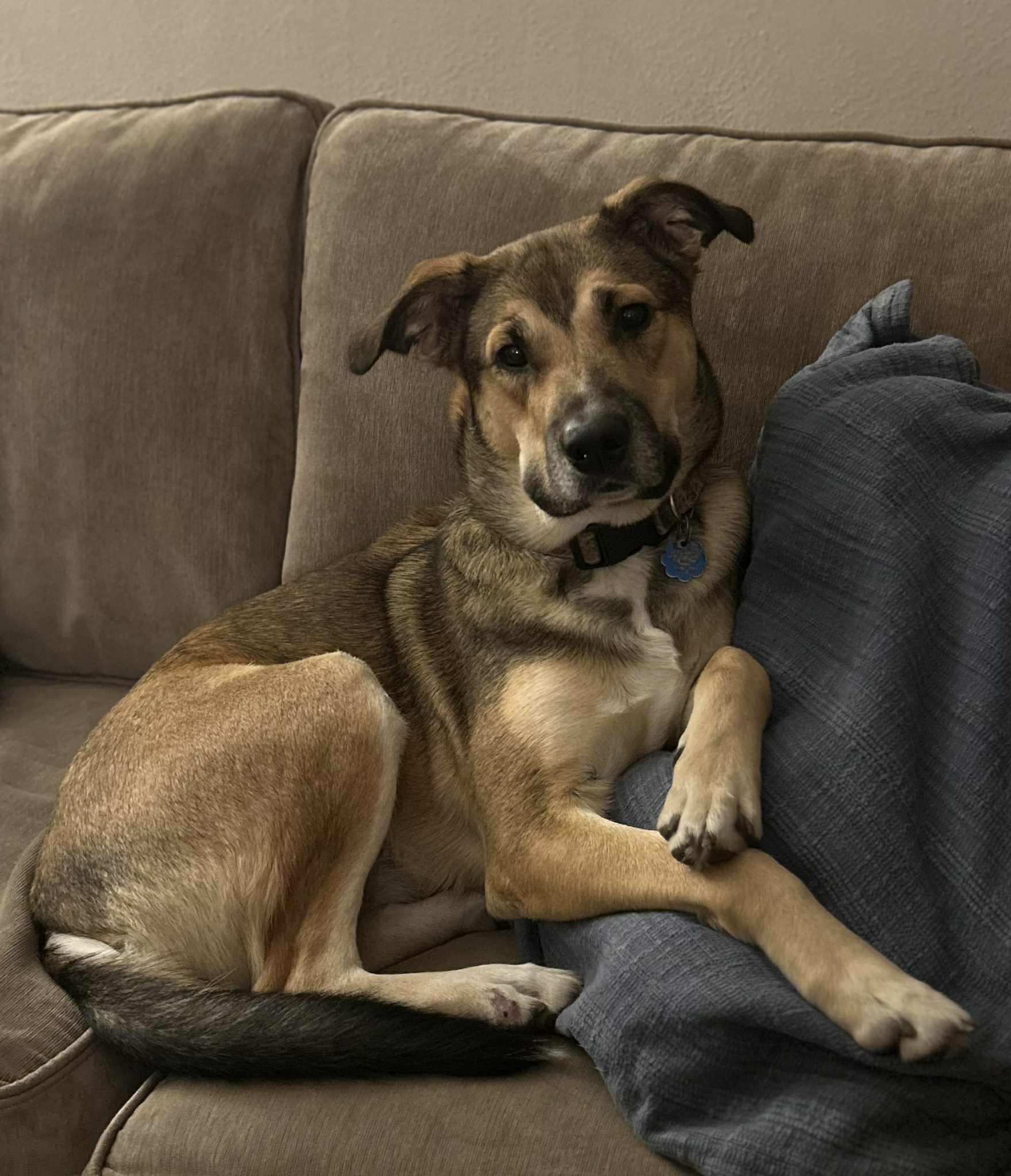 Hadley, a Adoptable mixed breed in Oregon, OH image 5/5