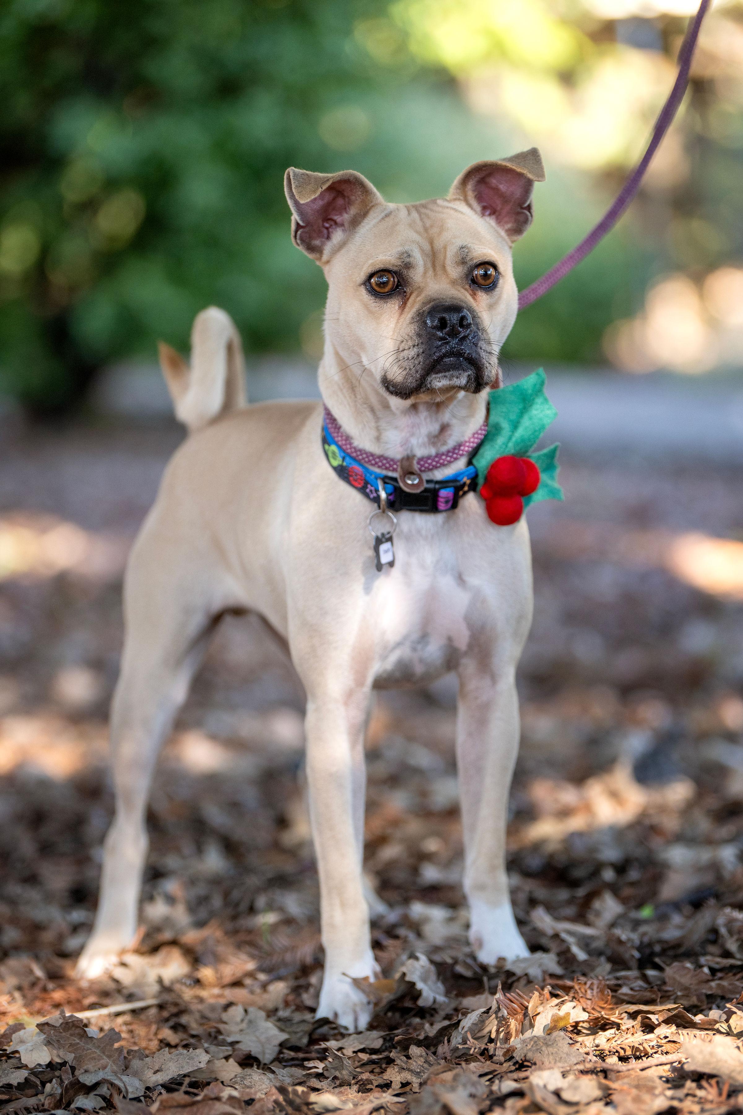 Chapo, an adoptable Pug, Terrier in Santa Rosa, CA, 95401 | Photo Image 1