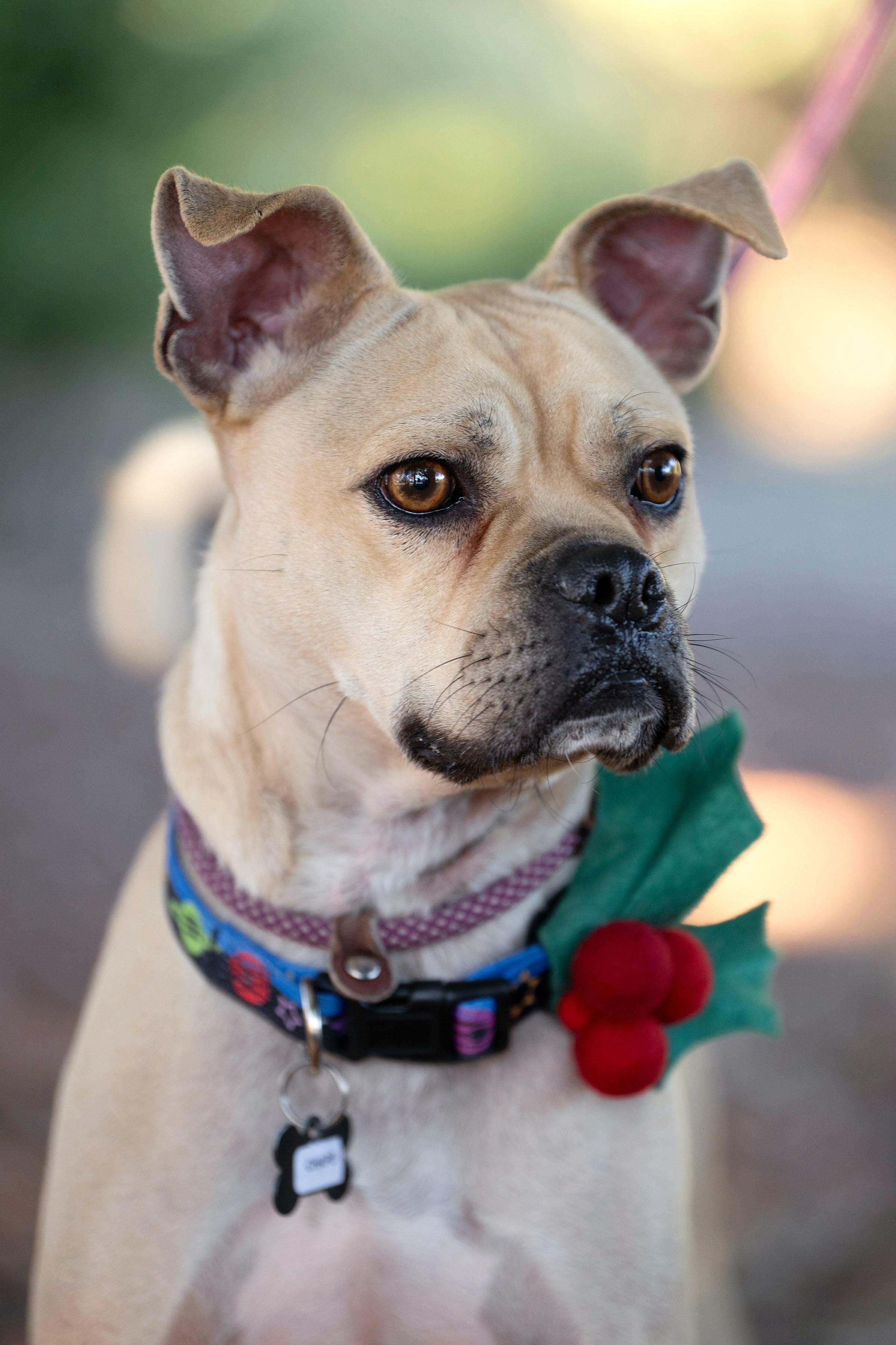 Chapo, an adoptable Pug, Terrier in Santa Rosa, CA, 95401 | Photo Image 3